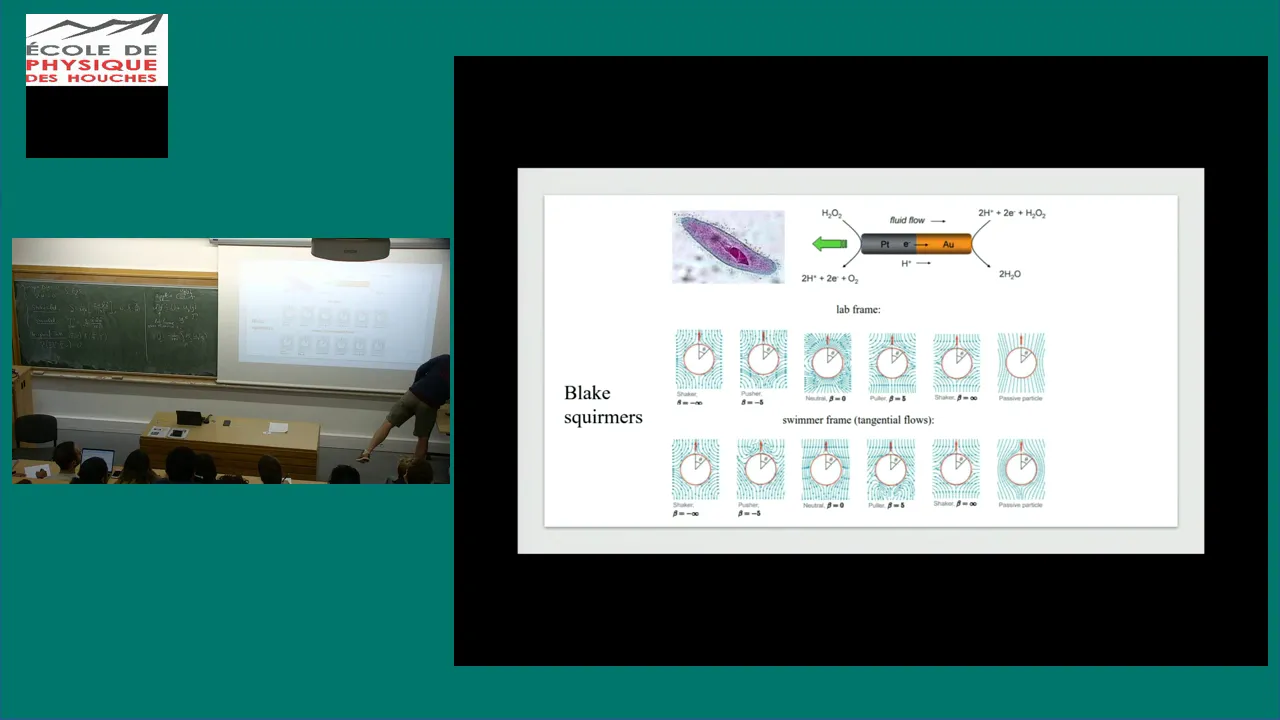 Fluid dynamics of swimming & active particles, from one to many 2