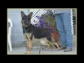 Rottweilers Puppies Sacramento