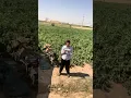 Download Lagu #drone #shorts #vairalvideo #funny #youtubeshorts #youtube #germany #afghanistan #berlin #tiktok