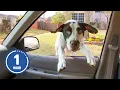 HILARIOUS Dogs Being Weird 60 Minutes Of Funny Dog s