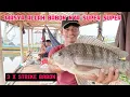 Download Lagu 😱😱😱Masya allah awal nya di remehkan tapi hasil akhir nya diluar dugaan || mancing Jatiluhur terbaru!