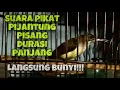 Download Lagu Suara Pikat Burung Pijantung Pisang Durasi Panjang, Pijantung Bahan Langsung Bunyi | Kicau Tembak