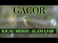Download Lagu Burung Cikrak Daun Gacor (Wood Warbler birds)- Burung Kicau