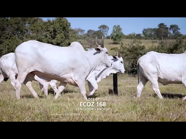 4 Vacas Nelore P.O.