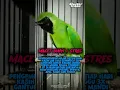 Download Lagu Cucak ijo macet bunyi / stres #cucakijo #shorts