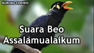 suara burung beo assalamualaikum cocok buat masteran