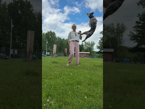 Blue Heeler High Vertical Jump