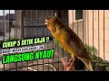 Download Lagu Burung kenari gacor panjang AMPUH,, PANCINGAN KENARI AGAR BUNYI JADIKAN BURUNG KENARI GACOR PANJANG