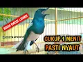 Lagu PUTAR SEBENTAR PASTI NYAUT BIKIN EMOSI LAWAN  !! PANCINGAN KACER GACOR PASTI NYAUT AMPUH.