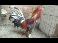 Gallo