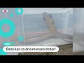 Download Lagu Giftige slang van 2,5 meter gevonden bij sportschool