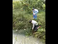河水湍急的排洪渠，小明和小丫设拦河网捕鱼，一顿驱赶后惊喜了