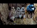 Lagu Cute birds scared of hand