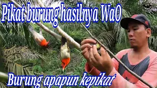 suara pikat super ampu pikat burung kecil