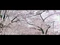 Download Lagu Ikimono Gakari - Last Scene (OST Your Lie in April)