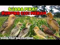 Download Lagu SUARA PIKAT BURUNG CICI MERAH ||SUARA PIKAT DAN MASTERAN CIMER SALOME
