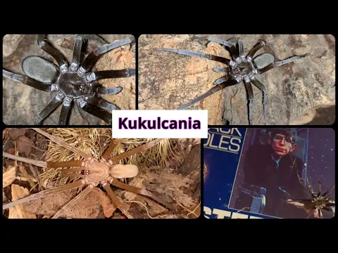 Arizona Black Hole Spider CB - Bugs In Cyberspace