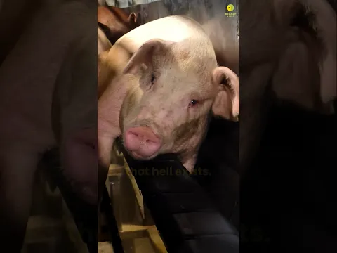 May his innocent eyes awaken compassion 🙏