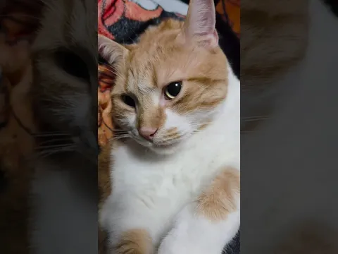 Trying to stay cool 🐱🐈😎