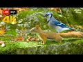 Download Lagu 🔴 24/7 LIVE: Cat TV for Cats to Watch 😺 Birds, Chipmunks, Squirrels in the Forest 4K Cat Games