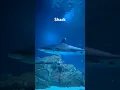 Download Lagu Shark in Georgia Aquarium, Atlanta, USA #shorts #ytshorts #shark #georgiaaquarium #usa