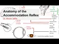 Anatomy of the accommodation reflex
