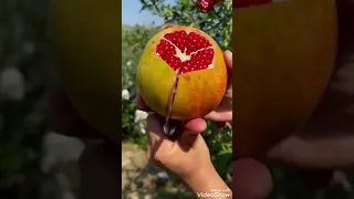 سورة الرحمن لشيخ فارس عباد 