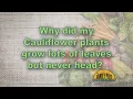 Why did my cauliflower plants not head