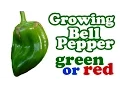 How To Grow Green Red Bell Peppers Plant From Fresh Seeds - Growing Planting Pepper Backyard Garden
