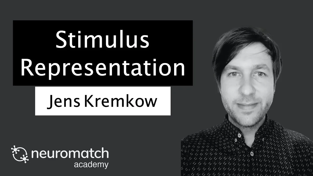 Stimulus Representation