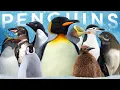 Download Lagu All 19 Penguin Species (Inc 1 Proposed Australian Species)