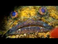 Download Lagu Toadfish: Pulau Hantu: Singapore Nature 2020