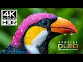 Unseen HDR 4K 60FPS OLED Demo | Dolby Vision 8K/4K Video FOR TV TEST