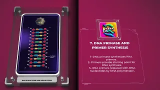 Molecular Biology - DNA Structure and Replication