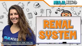 Renal System Structure Function