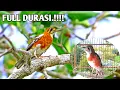 Download Lagu Anis Cendana Gacor Mewah Full Durasi.!!!