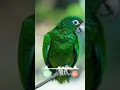 Download Lagu #ringtone #smartphone #music #birds #ringtones
