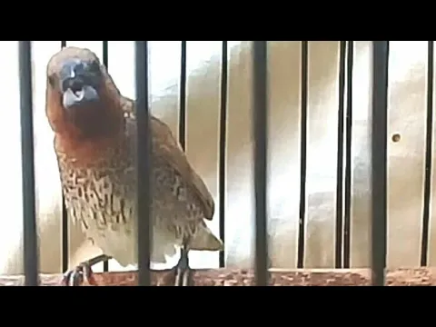 Emprit peking full isian