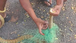 Snake rescued in fish net| MrCobra| snakecatcherpoviarasan | Snakebite