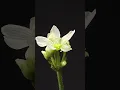 Download Lagu bunga Venus Flytrap mekar #timelapse #bunga #venus #flytrap