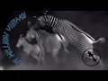 Zoo Visitors Could Not Believe This Zebra Chase