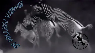 zoo visitors could not believe this zebra chase