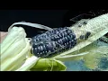 Official Hopi Blue Corn Harvest