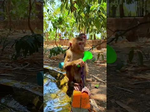 Sometime Playing With friends at home #monkey  #cute  #love