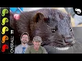 Mink, The Best Pet Mammal?