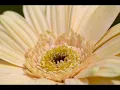 Johann Sebastian Bach : Sonata for Violin & Keyboard No. 4 in C Minor, BWV 1017 (2)