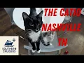 The Catio in Nashville - A place to visit with and adopt cats