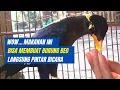 Download Lagu 5 MAKANAN BURUNG BEO AGAR CEPAT BICARA