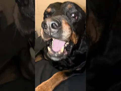 Luna bit bear #bear #rottweiler #bearfromtiktok #pets #dogs #rottweilerpuppy #rottiepurr