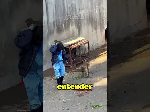 O Macaquinho PUNCH Que Não Desgruda do Seu Criador 🐒❤️ #edits #animals